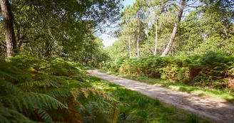 sentier-foret-erdeven_792x528